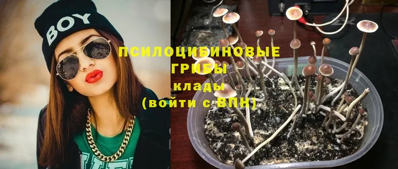 Галлюциногенные грибы Magic Shrooms  Мосальск 